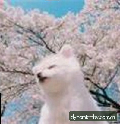 张鹏